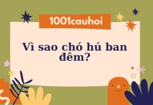 Lý do vì sao chó hú ban đêm? Câu trả lời đầy thuyết phục