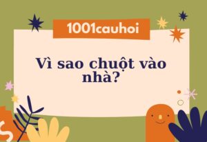 Vì sao chuột vào nhà? Nguyên nhân và cách phòng ngừa