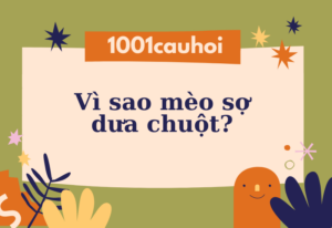 Lý do vì sao mèo sợ dưa chuột? Câu trả lời đầy thuyết phục